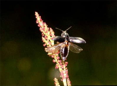 Other flying animals uzopedia